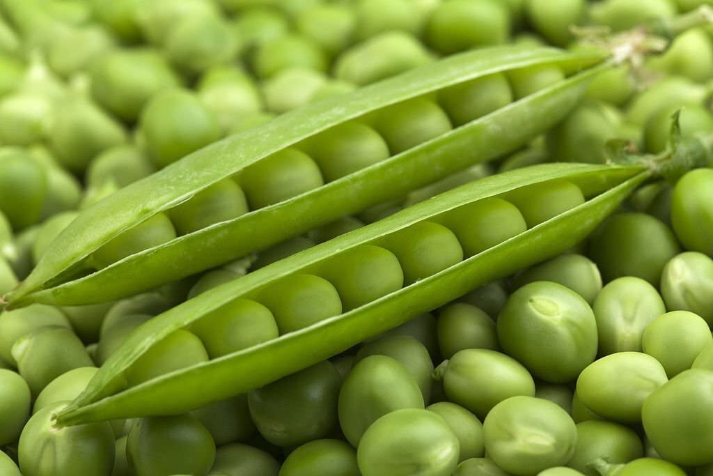 Dou Miao Snow Pea (Pisum sativum) shoot seeds for planting in kitchen garden