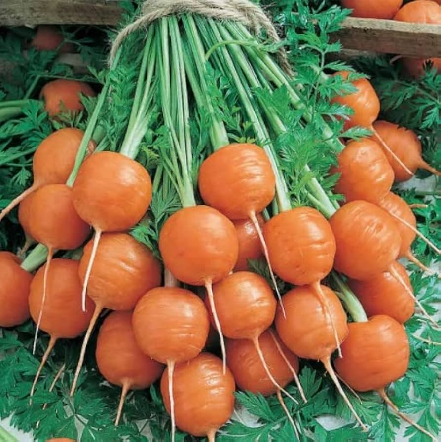 Carrot Daucus Carota Parisian Round Vegetable Seeds for Planting – Compact Heirloom Variety for Raised Beds and Containers