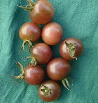 Dark Grey Tomato Solanum lycopersicum for planting in urban garden