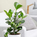 Green Signature Heirloom Non Gmo Image