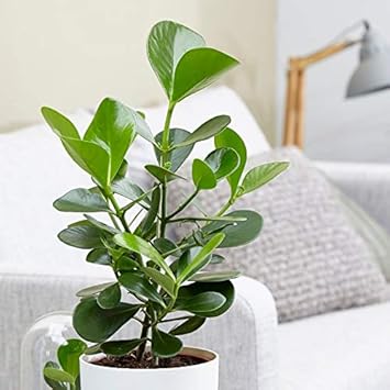 Green Signature Heirloom Non Gmo Image