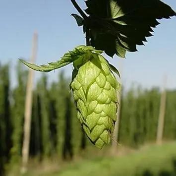 Green Humulus Lupulus Seeds for Planting - NON GMO Seeds Dhara Seeds