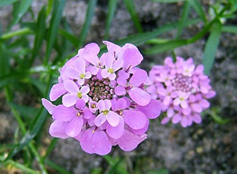 Candytuft Iberis umbellata Mixed Colors Seeds for Planting for Flower Beds and Home Borders
