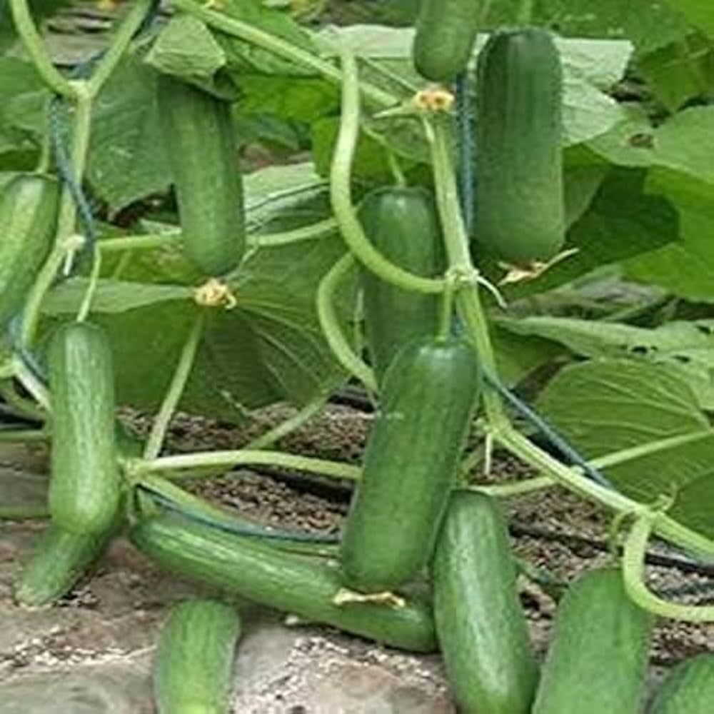 Gold cucumber – Cucumis sativus – vegetable garden seed