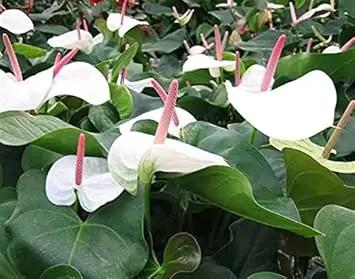 White Anthurium Andraeanu Flower Seeds – Heirloom Non-GMO Tropical Blooms for Garden Planting for planting in home garden