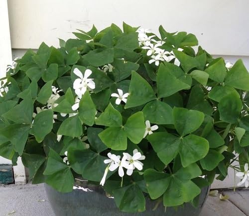 Green Shamrock - Heirloom, Non - Gmo Seeds