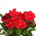 Vinca Orange Flower Garden Seeds for Planting - NON GMO Seeds Dhara Seeds