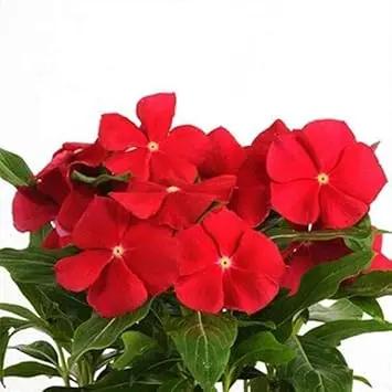 Vinca Orange Flower Garden Seeds for Planting - NON GMO Seeds Dhara Seeds