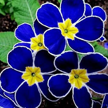 Blue Primrose Flower Seeds – Heirloom Non-GMO Seeds for Planting