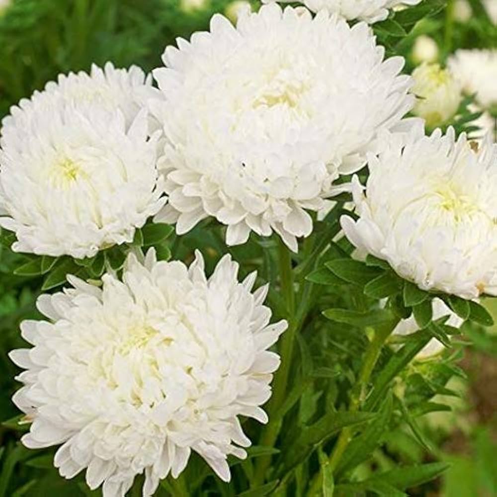 Aster Seeds (Peony Duchess) - White