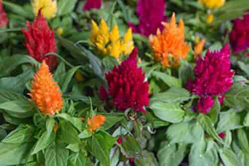 Celosia Fresh Look Orange Seeds for Planting Bold Annual Displays