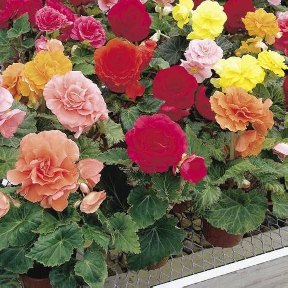 Begonia Semperflorens Flowering Seeds For Planting in shaded garden pots or indoor containers