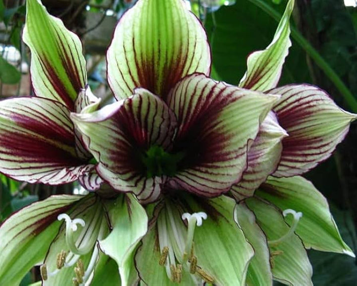 Light Green Hippeastrum Rutilum Flower Seeds – Heirloom Non-GMO Amaryllis Blooms for Exotic Gardens