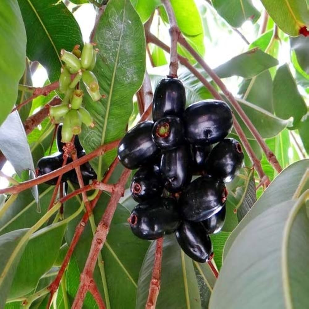 Malabar Plum Seeds (Syzygium cumini)