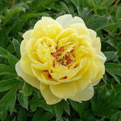 Perennial Peony Flower Yellow