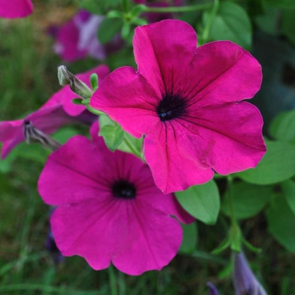 Tidal - Wave for planting in home garden