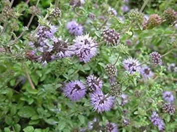 Purple Pulegium Flower Seeds for Planting 100 Dhara Seeds