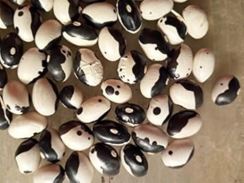 Calypso Bean Certified Organic Aka Heirloom Non Gmo Image