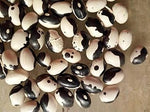 Calypso Bean Certified Organic Aka Heirloom Non Gmo Image