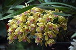 Cream Cymbidium Flower Seeds for Planting - 100 seeds for planting in home garden