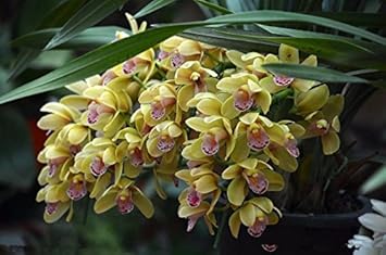 Cream Cymbidium Flower Seeds for Planting - 100 seeds for planting in home garden