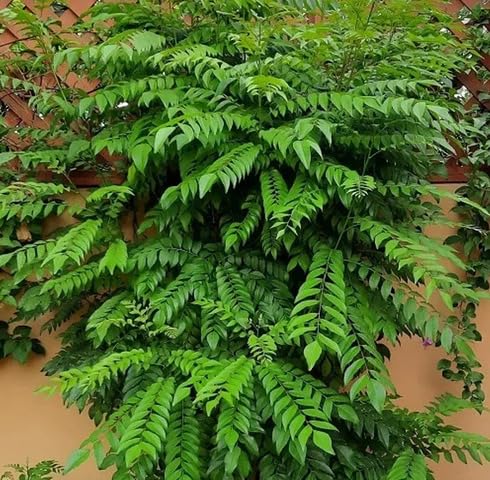 Green Curryleaf - Heirloom, Non - Gmo Seeds