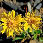 Arnica Montana Herbal Seeds for Medicinal Planting