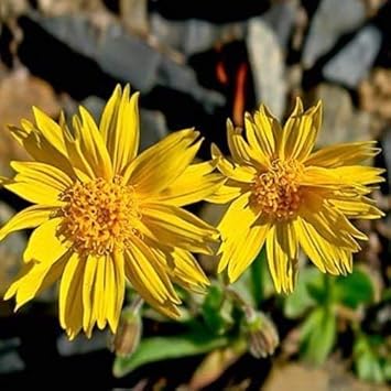 Yellow Arnica Montana Flower Heirloom Non Gmo Image