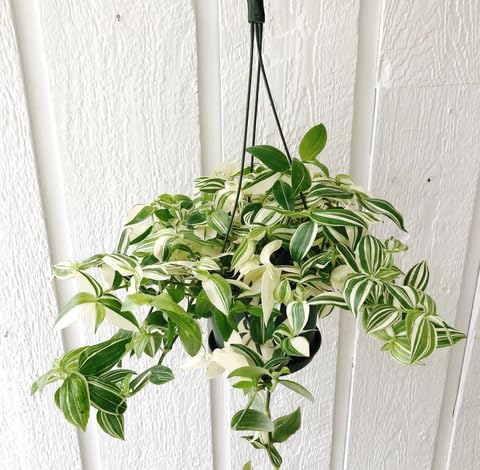 Green White Tradescantia - Heirloom, Non - Gmo Seeds
