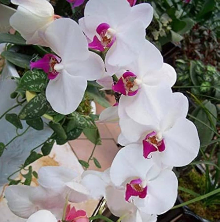 Multi-Colored Butterfly Orchid Flower Seeds for Planting - 100