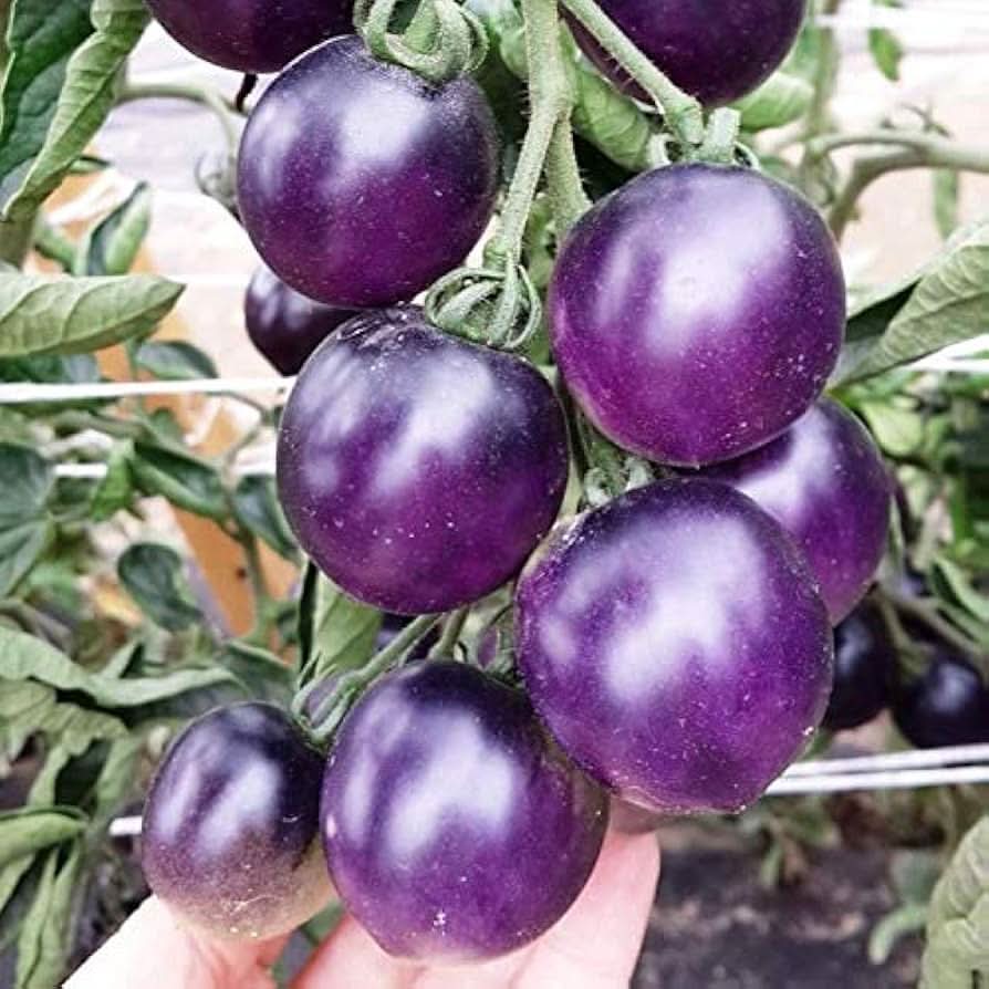 Purple Cherry Tomato Plant Seeds Balcony Fruit Seeds