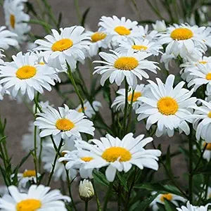 Chrysanthemum Chrysanthemum spp Flower Seeds for Planting in Flower Bed