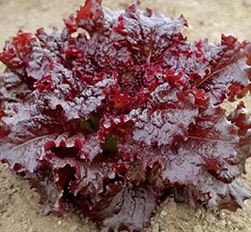 Lettuce Lactuca Sativa Ruby Red Leaf Vegetable Seeds for Planting – Crisp Leafy Greens for Kitchen Garden and Raised Beds