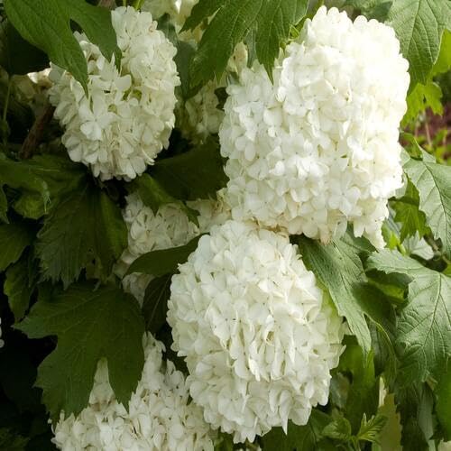 White Viburnum Flower