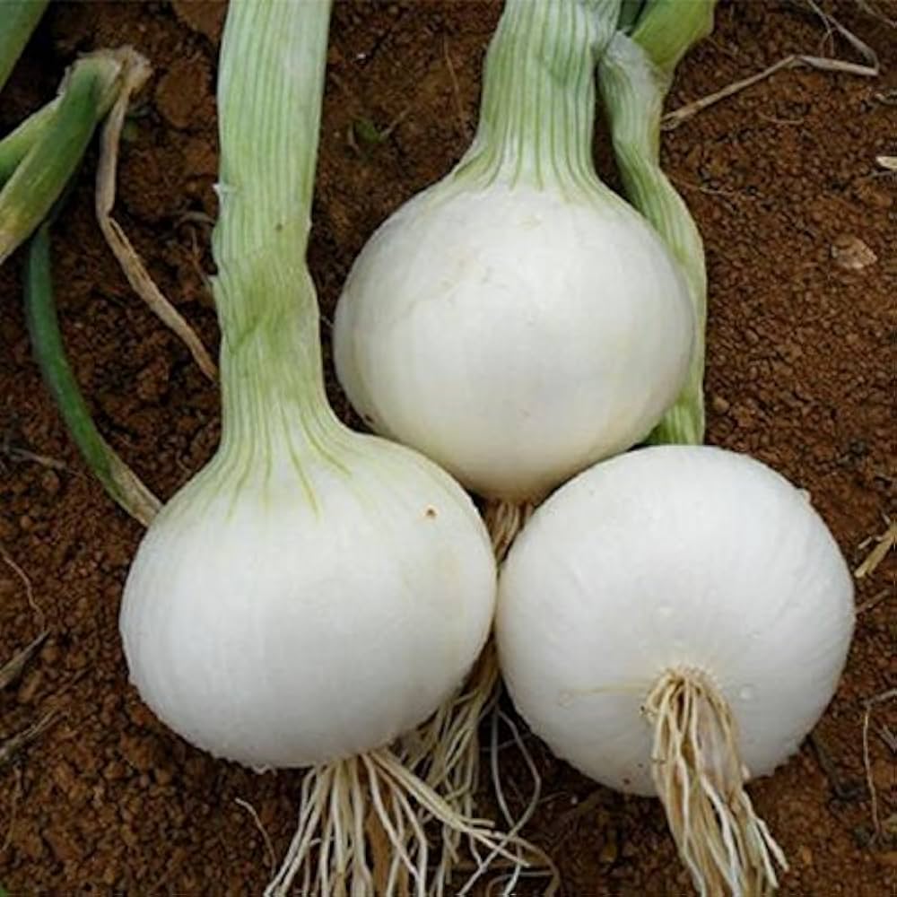 White sweet onion seeds Allium cepa for backyard and patch
