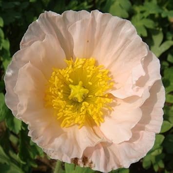 Pale Pink Iceland Flower Seeds for Planting – Fresh, Organic, Heirloom, Non-GMO Poppy Seeds for planting in your garden.