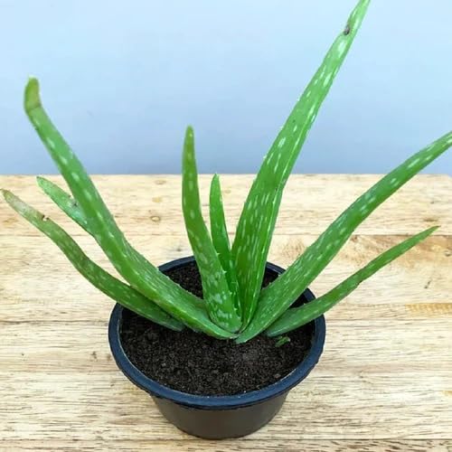 Aloe Vera Yellow