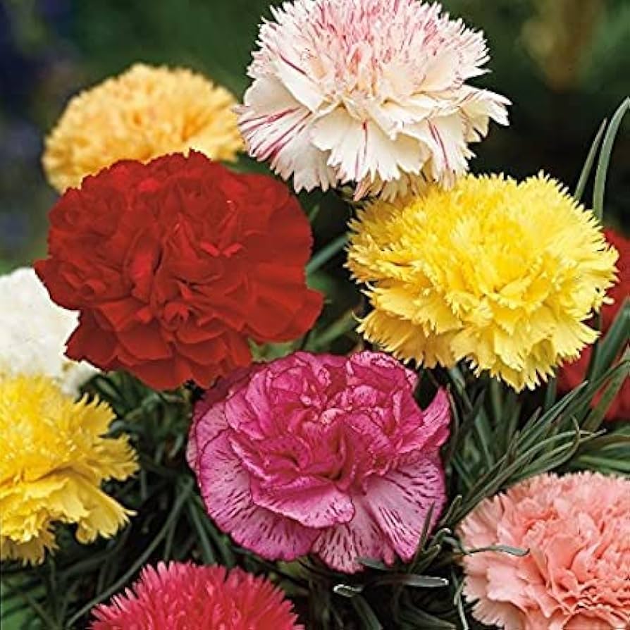 Dianthus Sonata Mix Flower Seeds (Dianthus Plumarius, + )
