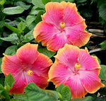 Rare Red Orange Hibiscus seeds (hardy exotic) producing bold flowers in warm sunset tones of red and orange, built to thrive in a variety of climates