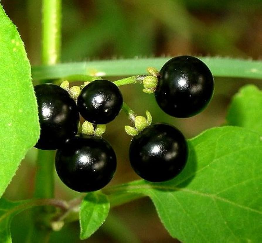 Heirloom Organic Wonder Black Night Huckleberry Seeds