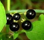 Heirloom Organic Wonder Black Night Huckleberry Seeds