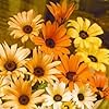 African Daisy Mix (Dimorphotheca sinuata) for expansive garden planting