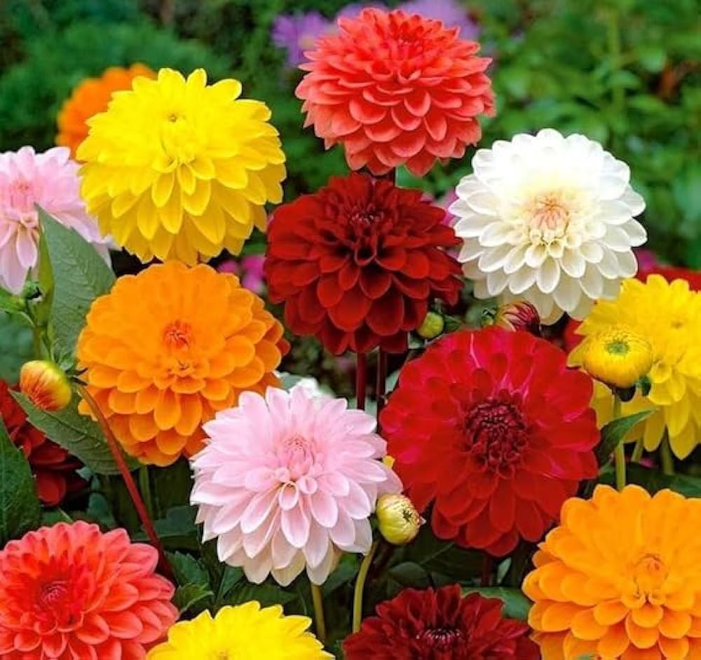 Mix Dahlia Fantasy Flower Seeds for Planting, 100 seeds for planting in home garden