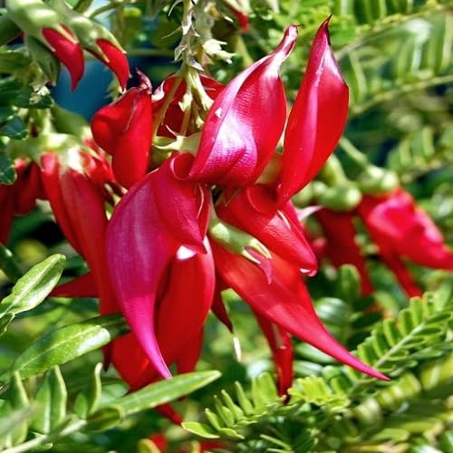 Red Clianthus Flower
