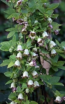 Heirloom Green Purple Hibiscus Flower Seeds for Planting – Non-GMO, Unique Tropical Garden Blooms for planting in your garden.