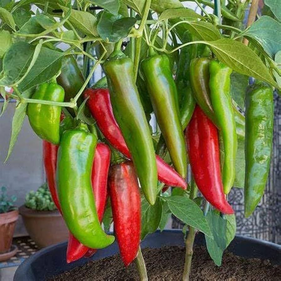 Anaheim Organic Pepper Seeds Heirloom Non-GMO High Germination Organic Garden Seeds