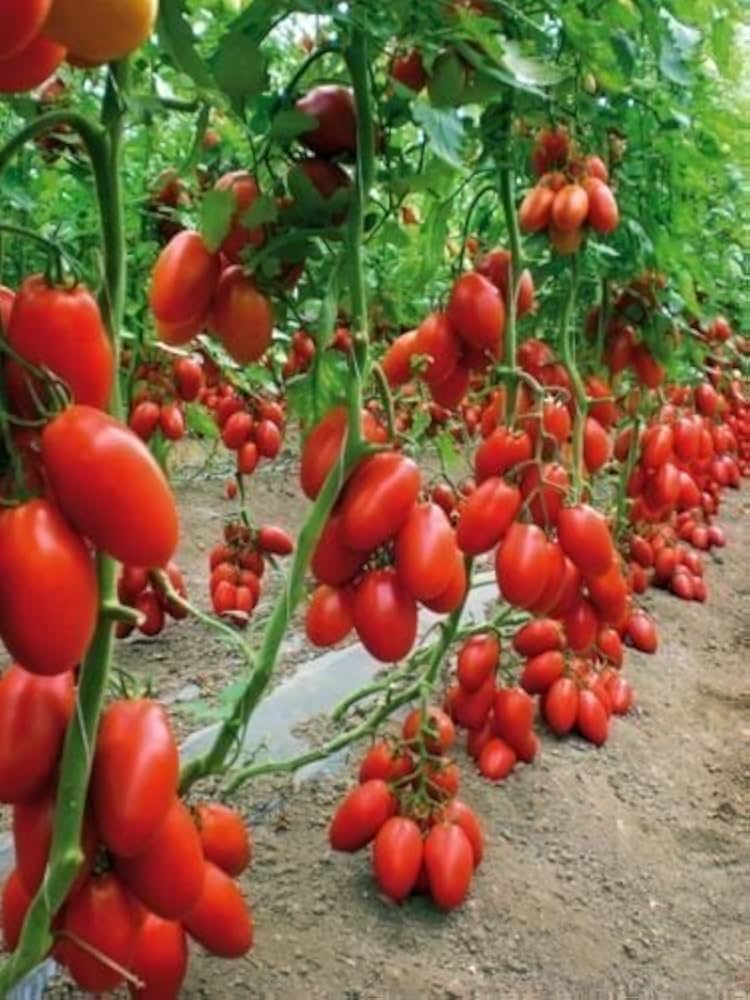 Tomato Solanum Lycopersicum Cherry Vegetable Seeds for Planting – Vegetable Seeds for Kitchen Garden and Patio Growing
