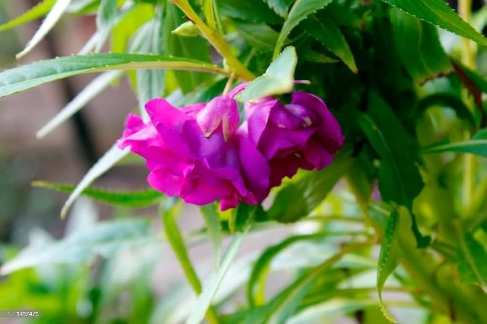 Bee Balm Melissa Officinalis Bee Flower Seeds for Planting – 2 Color Mix for Pollinator Gardens and Herb Borders