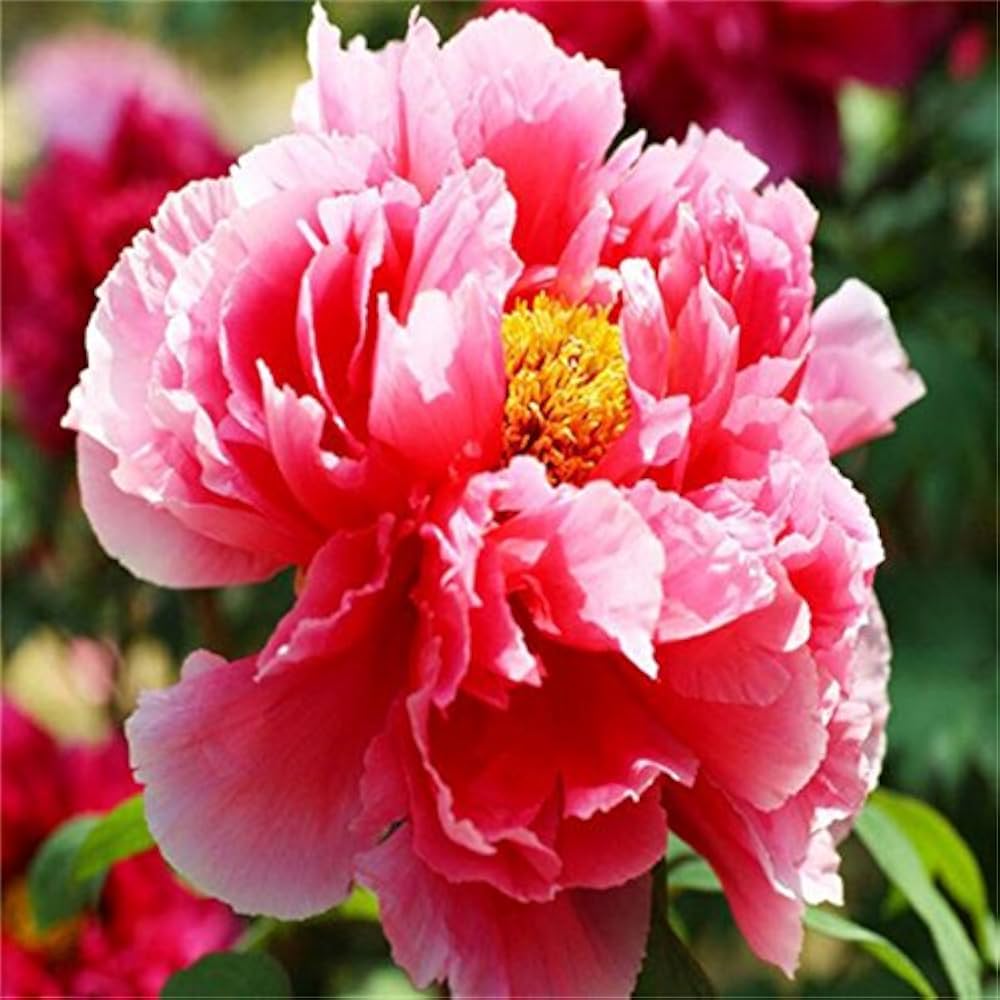 Rare Rainbow Camelia Flower Seeds – Uncommon, Colorful Camellia Blooms for Garden Enthusiasts