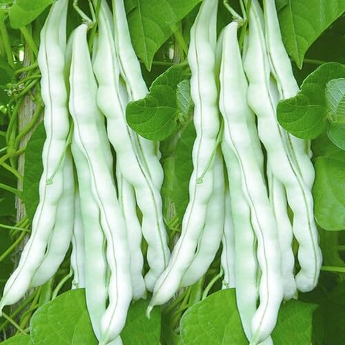 White Bean - Heirloom, Non - Gmo Seeds